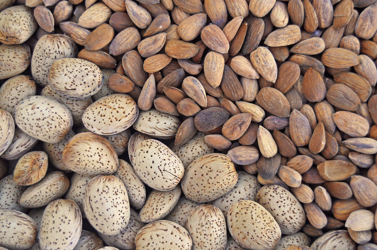 Nikon D3200 sample photo. Almonds, dried fruits, dry photography