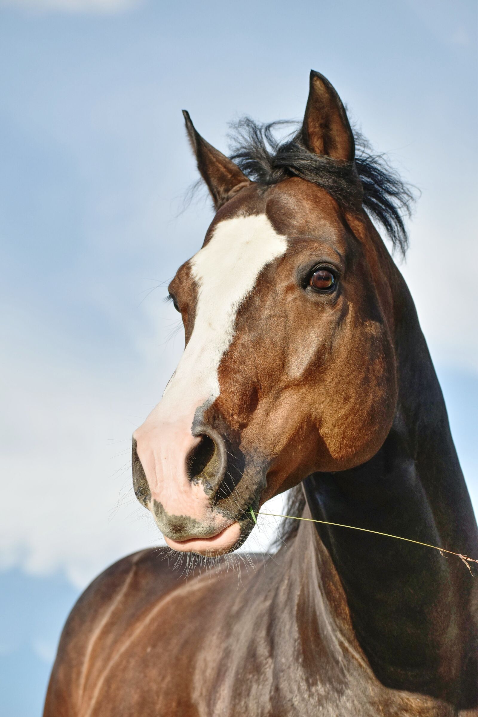 Nikon D3500 sample photo. Quarter horse, horse head photography