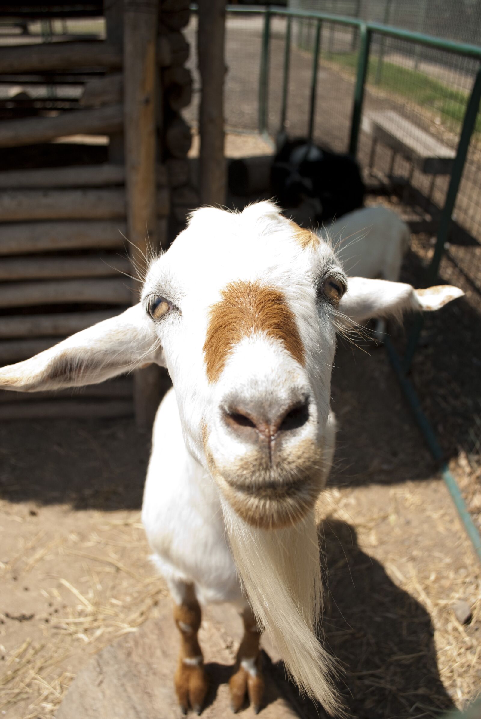 Nikon D80 sample photo. Goat, animals, animal world photography