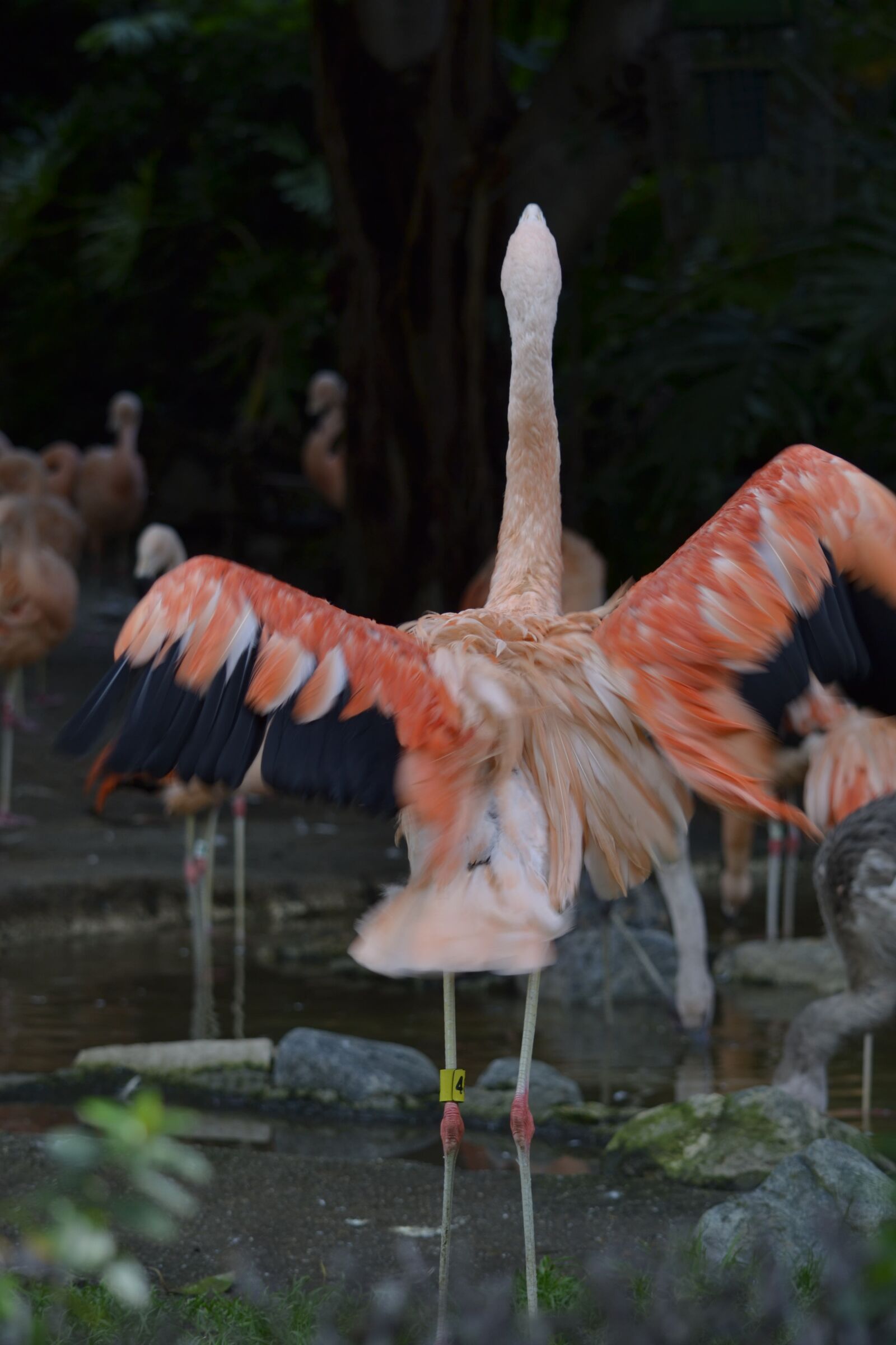 Nikon D3100 sample photo. Flamingo, pink, zoo photography