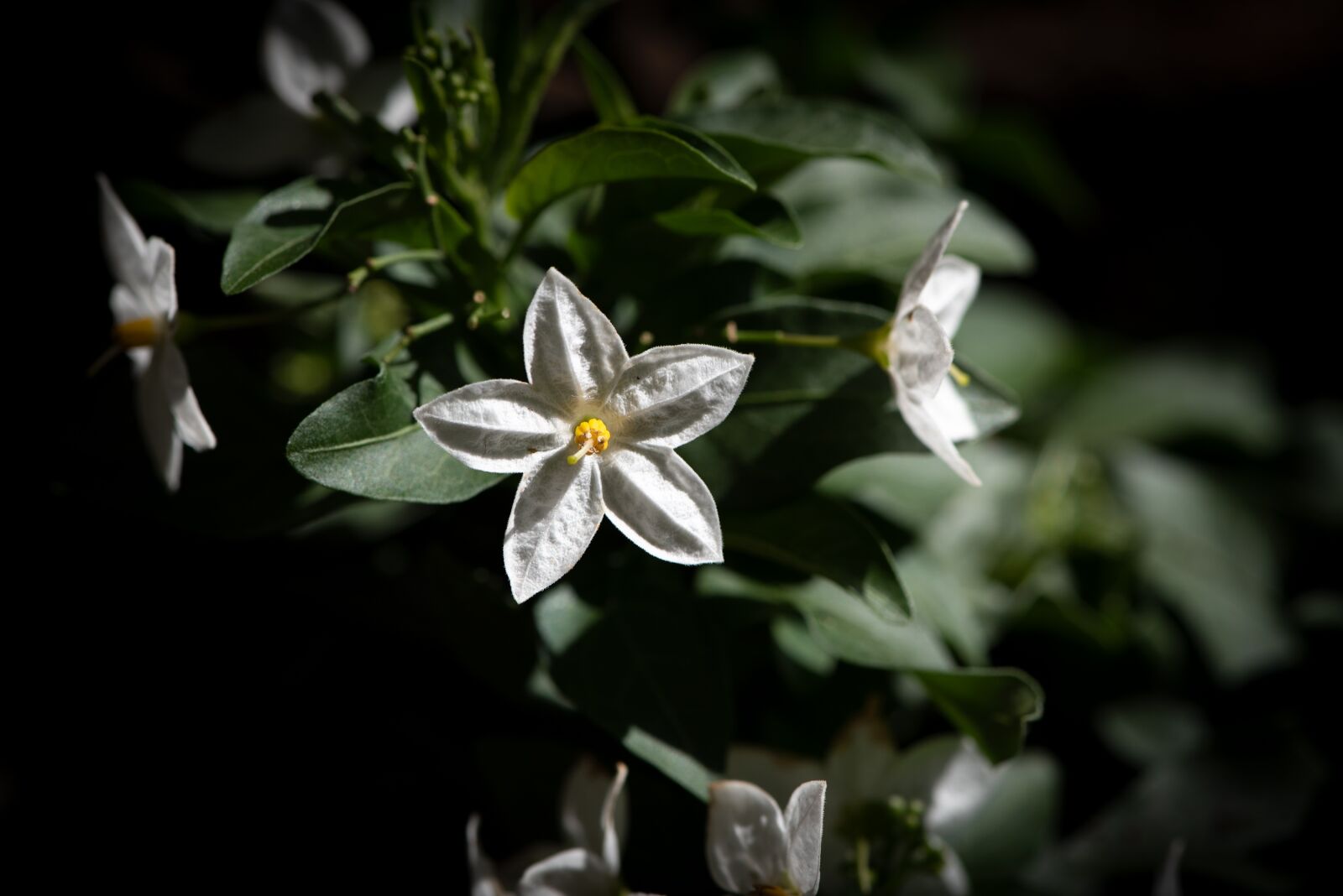 Nikon D750 sample photo. Flower, blossom, bloom photography