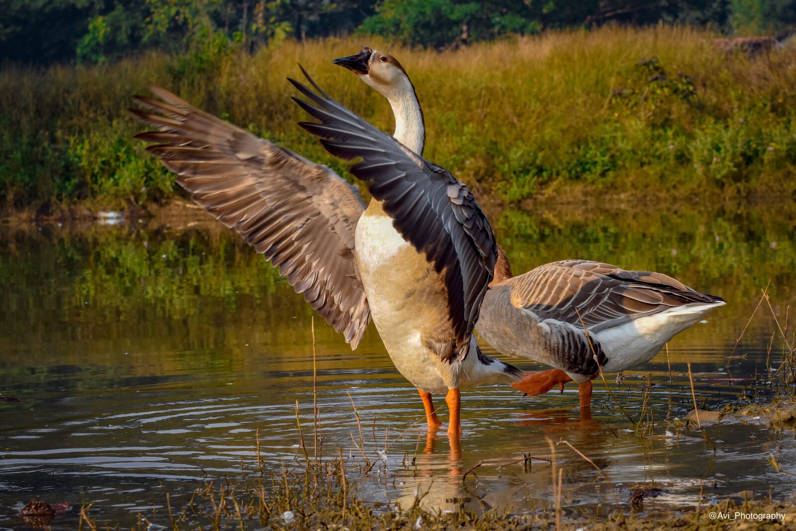 Nikon D7200 sample photo. Swan, bird, waters photography