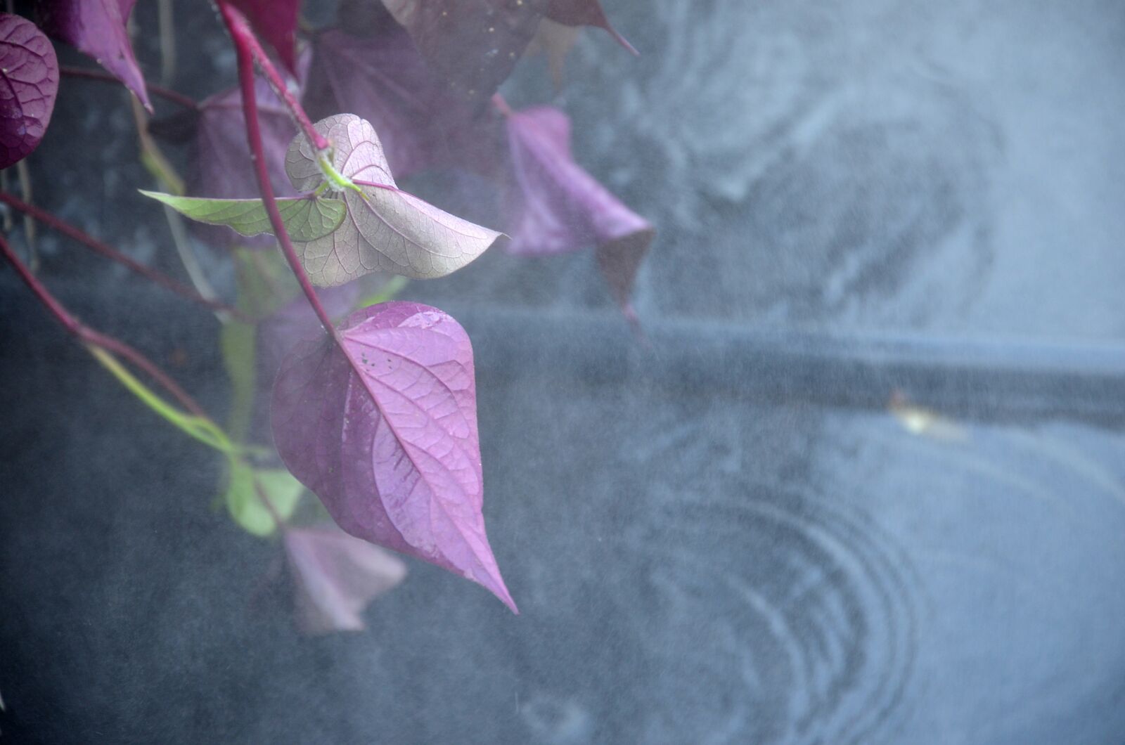 Nikon D5100 sample photo. Plants, leaves, fog photography