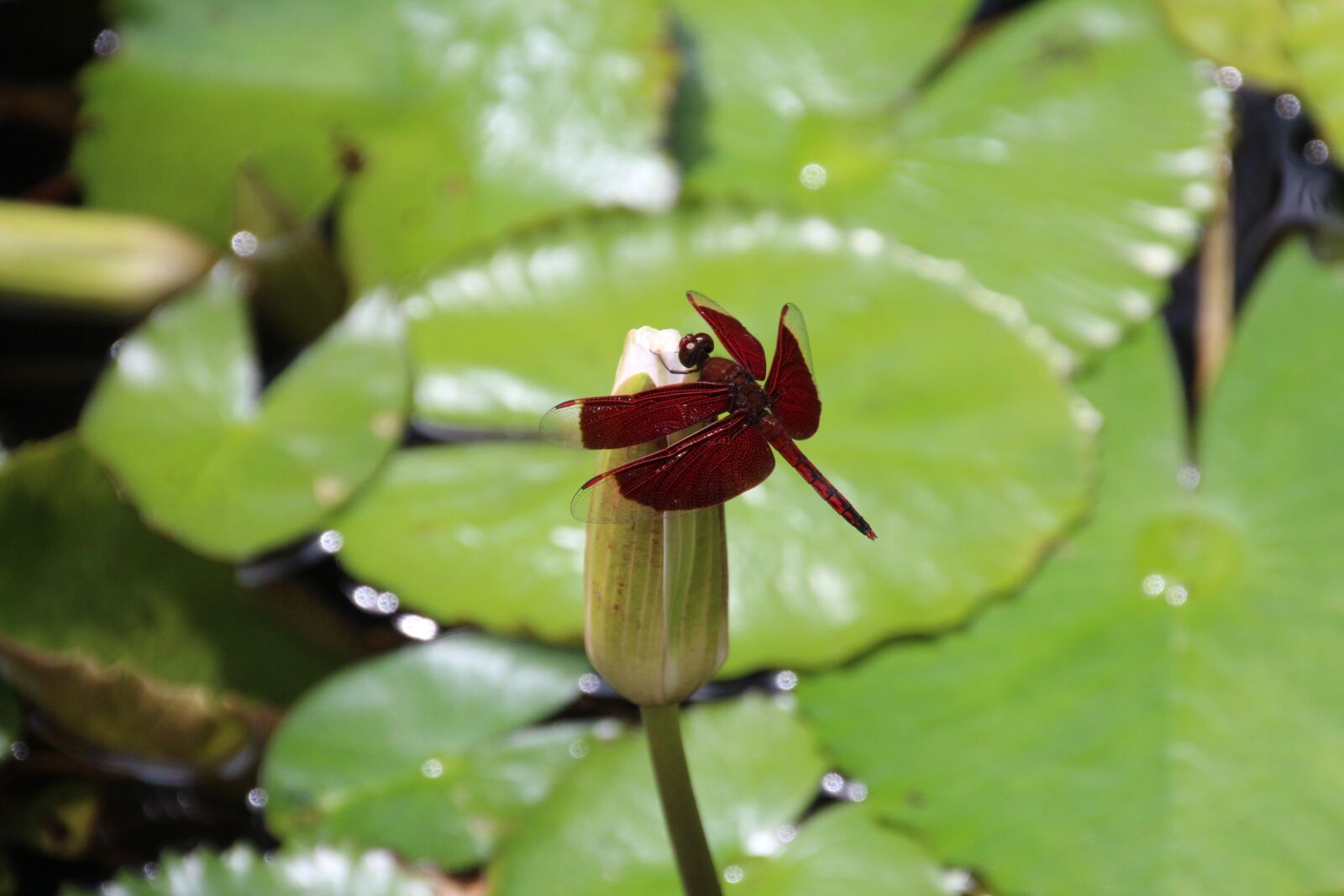 Canon EOS 1200D (EOS Rebel T5 / EOS Kiss X70 / EOS Hi) sample photo. Dragonfly, red, green photography