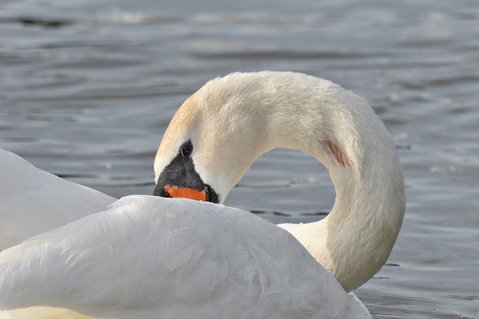 Nikon D5500 sample photo. Neck, waterfowl, swan, water photography