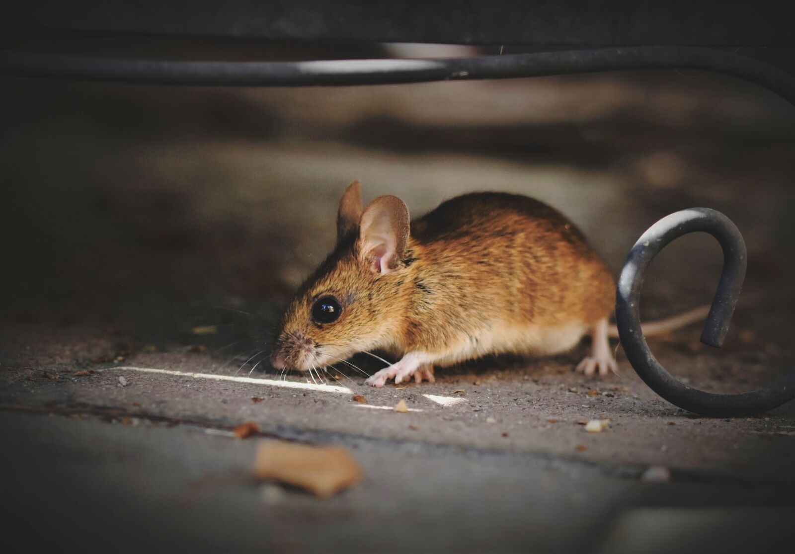 Nikon D7200 sample photo. House mouse, mouse, long photography