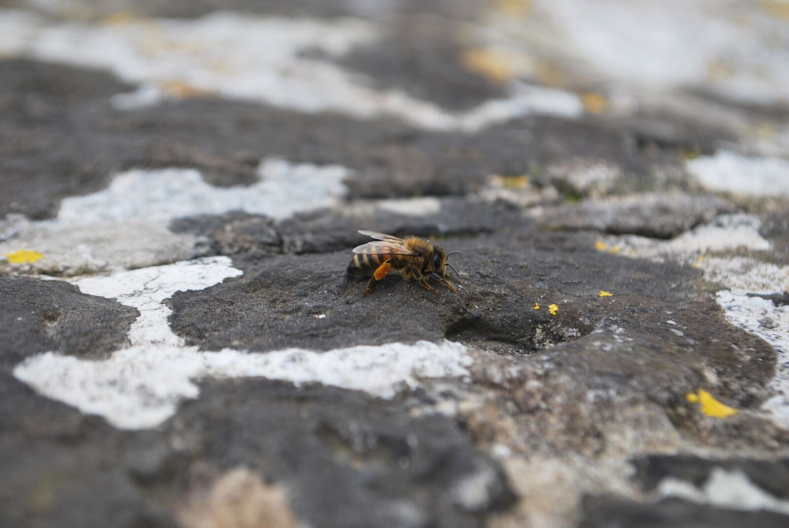 Nikon D60 sample photo. Bee, stone, animal photography