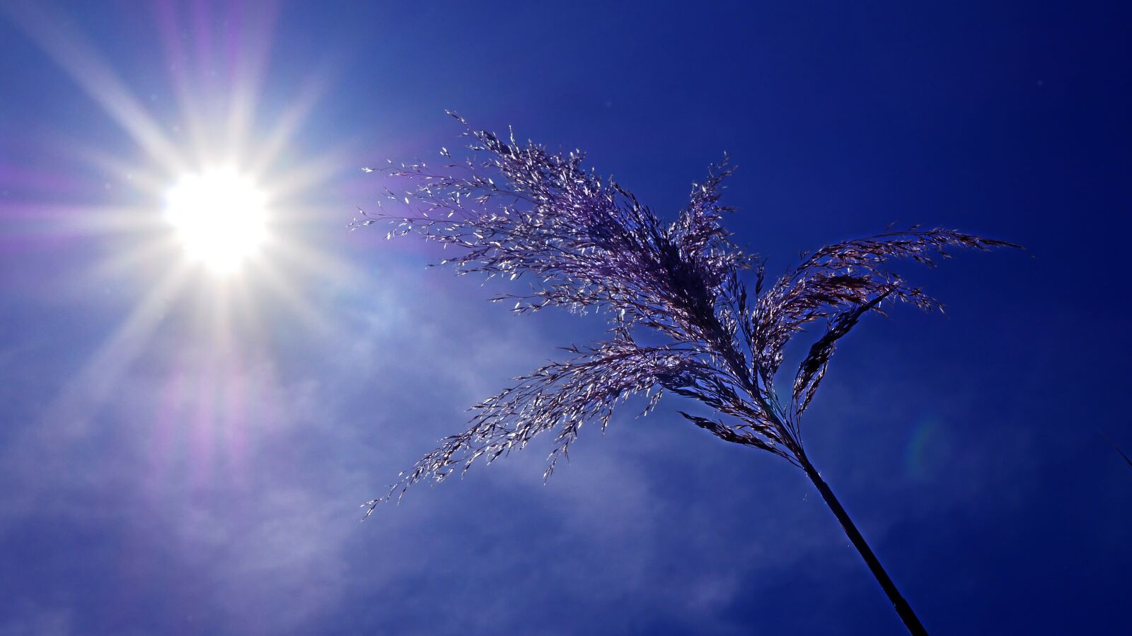 Panasonic Lumix DMC-GX85 (Lumix DMC-GX80 / Lumix DMC-GX7 Mark II) sample photo. Drought, sun, heat photography
