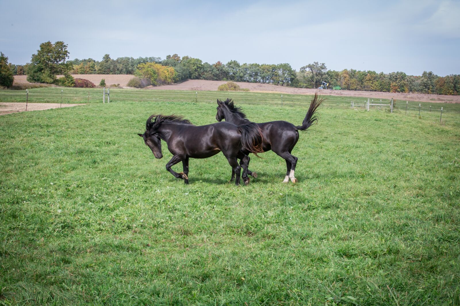 Canon EOS 5D Mark III sample photo. Horses, equine, playing photography