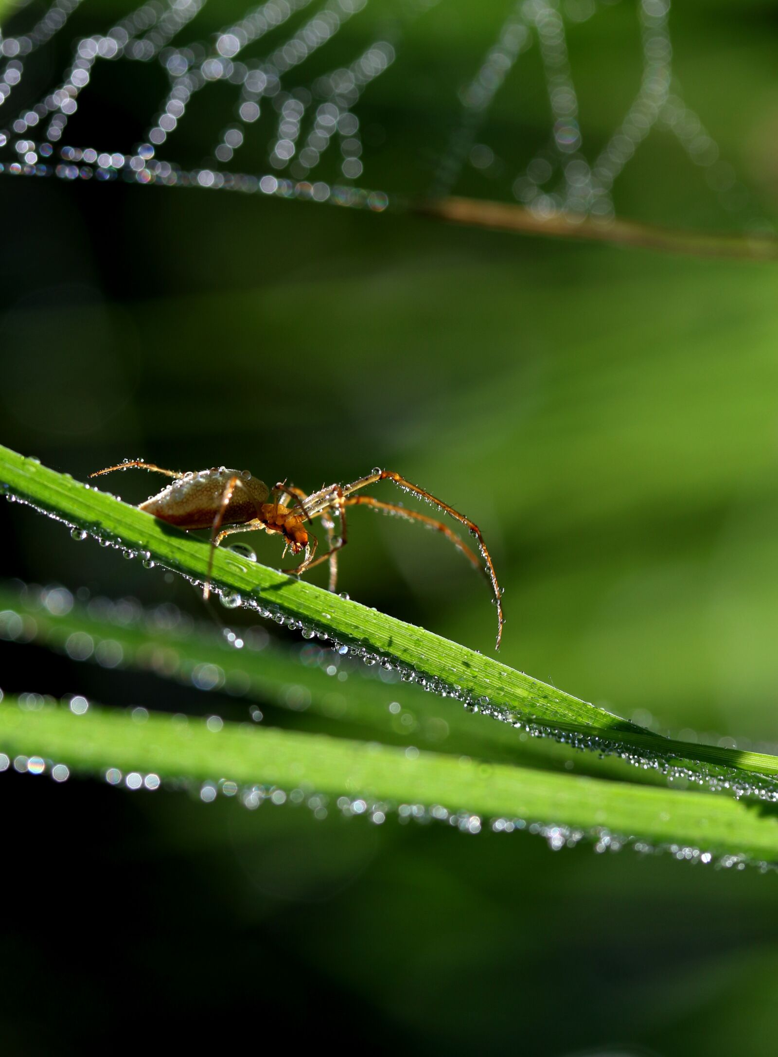 Canon EOS 7D Mark II + Canon EF-S 60mm F2.8 Macro USM sample photo. Spider, wet, spider web photography