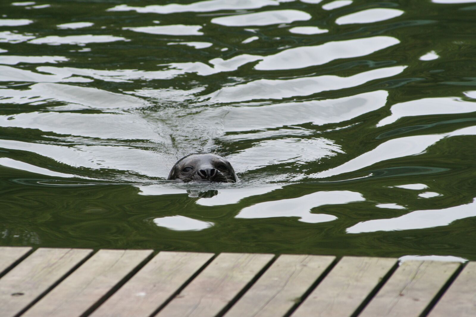 Canon EOS 350D (EOS Digital Rebel XT / EOS Kiss Digital N) sample photo. Seal, swim, water animals photography