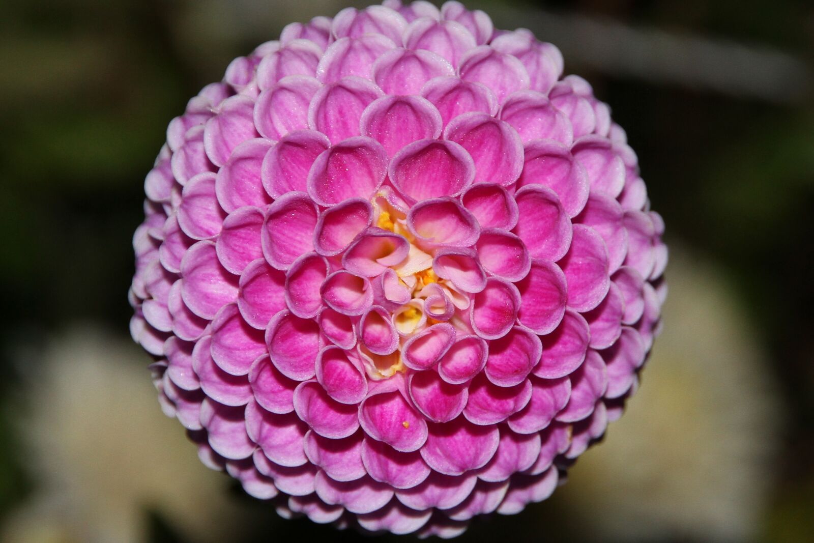 Canon EOS 7D sample photo. Dalia, flower, geometry photography