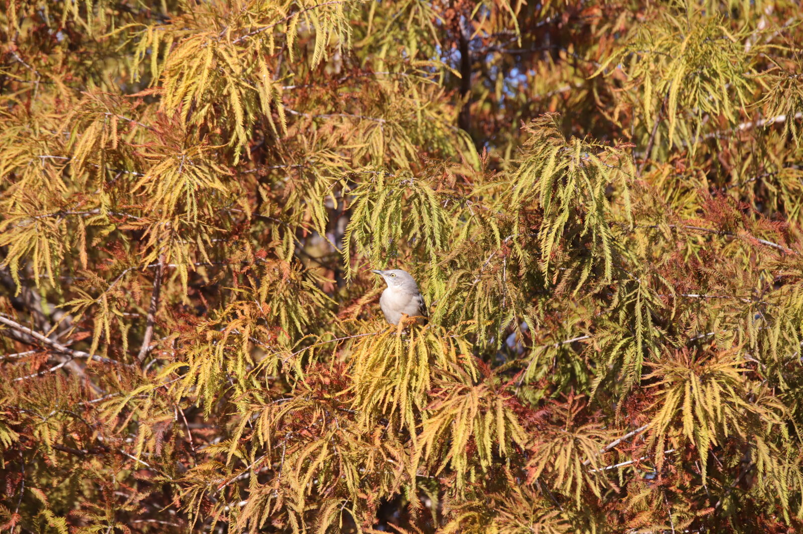 Canon EOS 6D Mark II sample photo