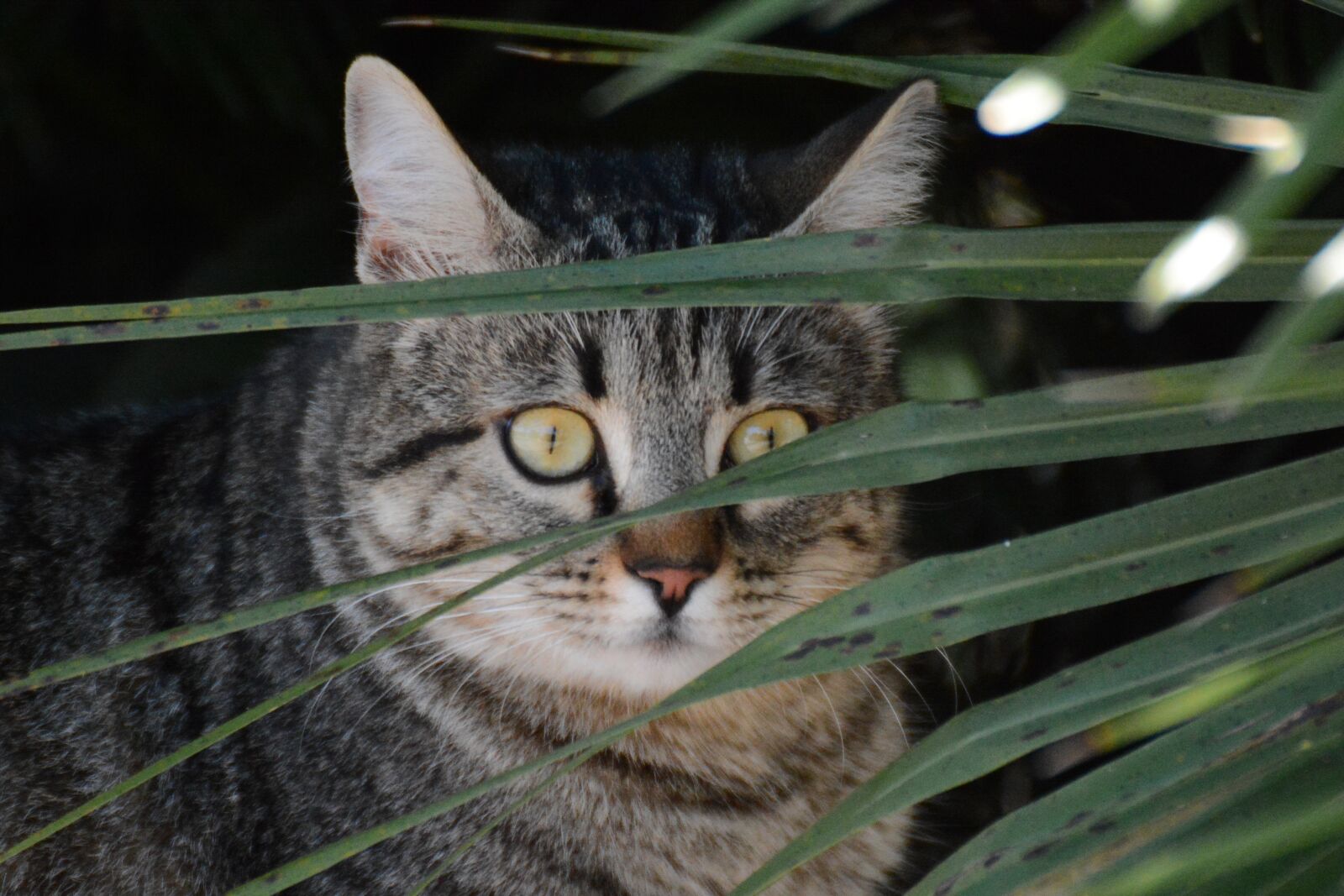 Nikon D7100 sample photo. Feline, cat, garden photography