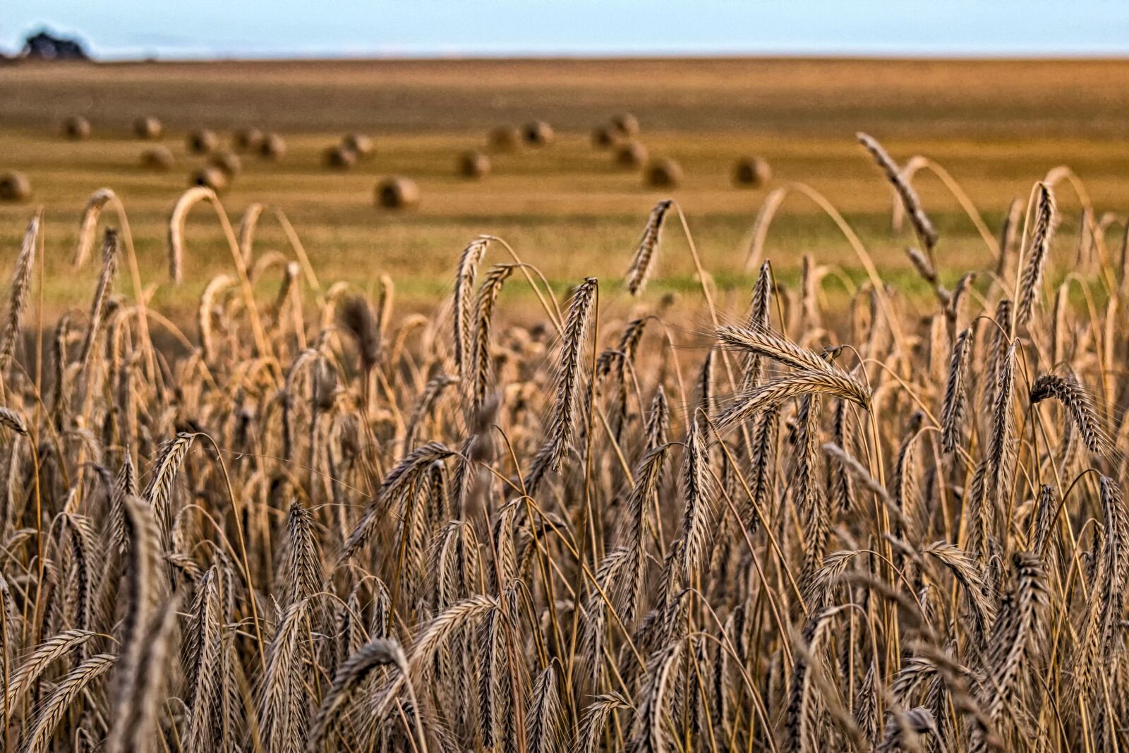 Canon EOS 60D sample photo. Nature, cornfield, wheat photography