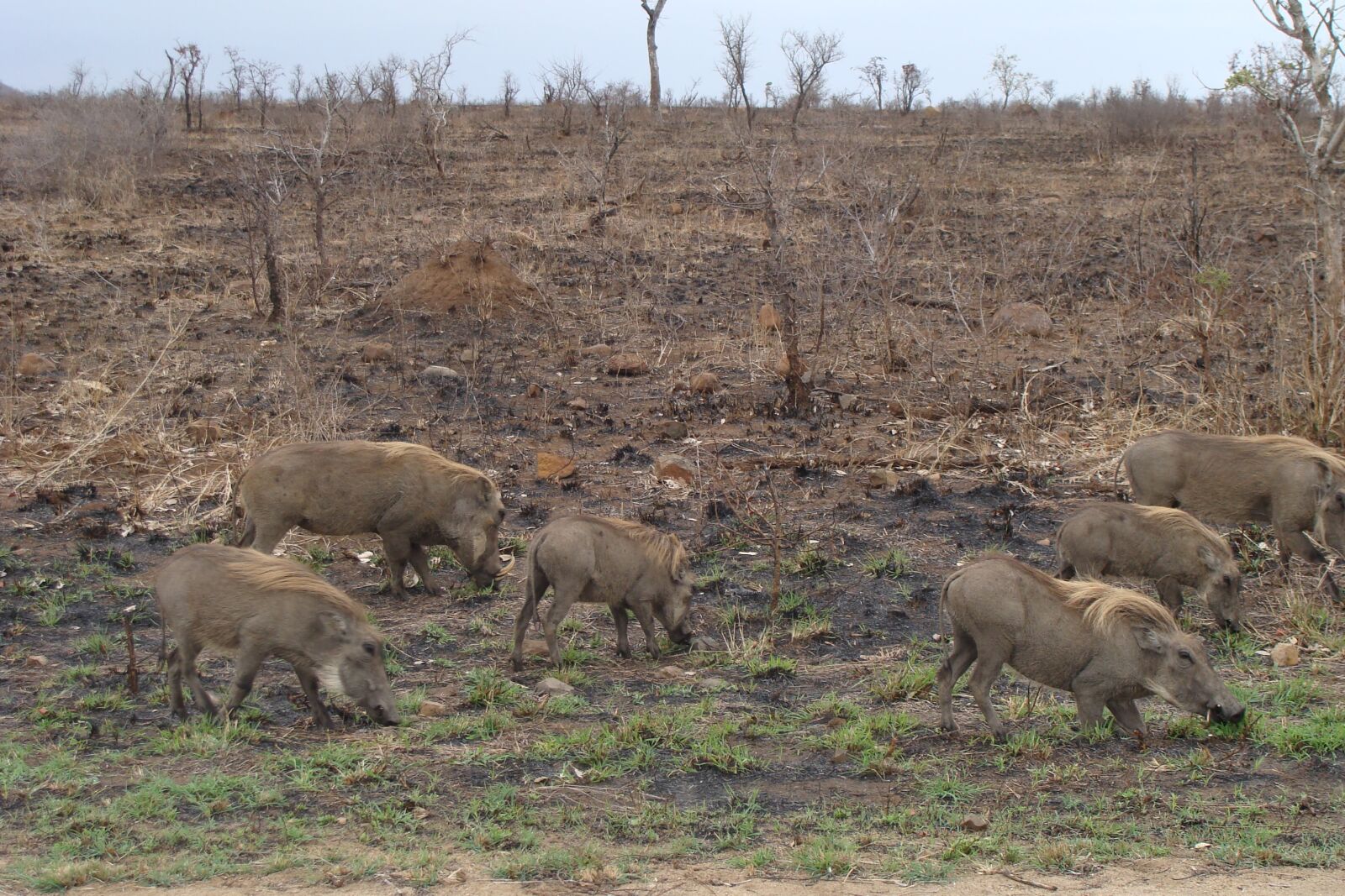 Sony DSC-H3 sample photo. Warthog, family, pigs photography
