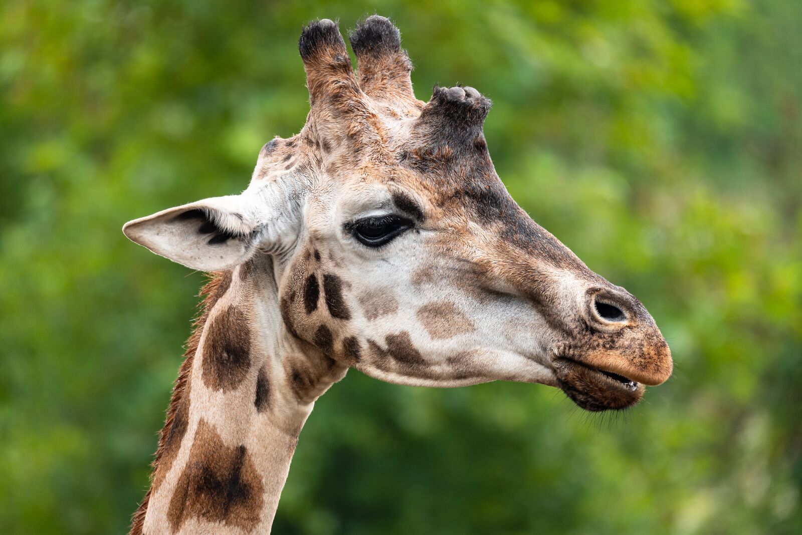 Nikon D750 sample photo. Giraffe, animal, mammal photography