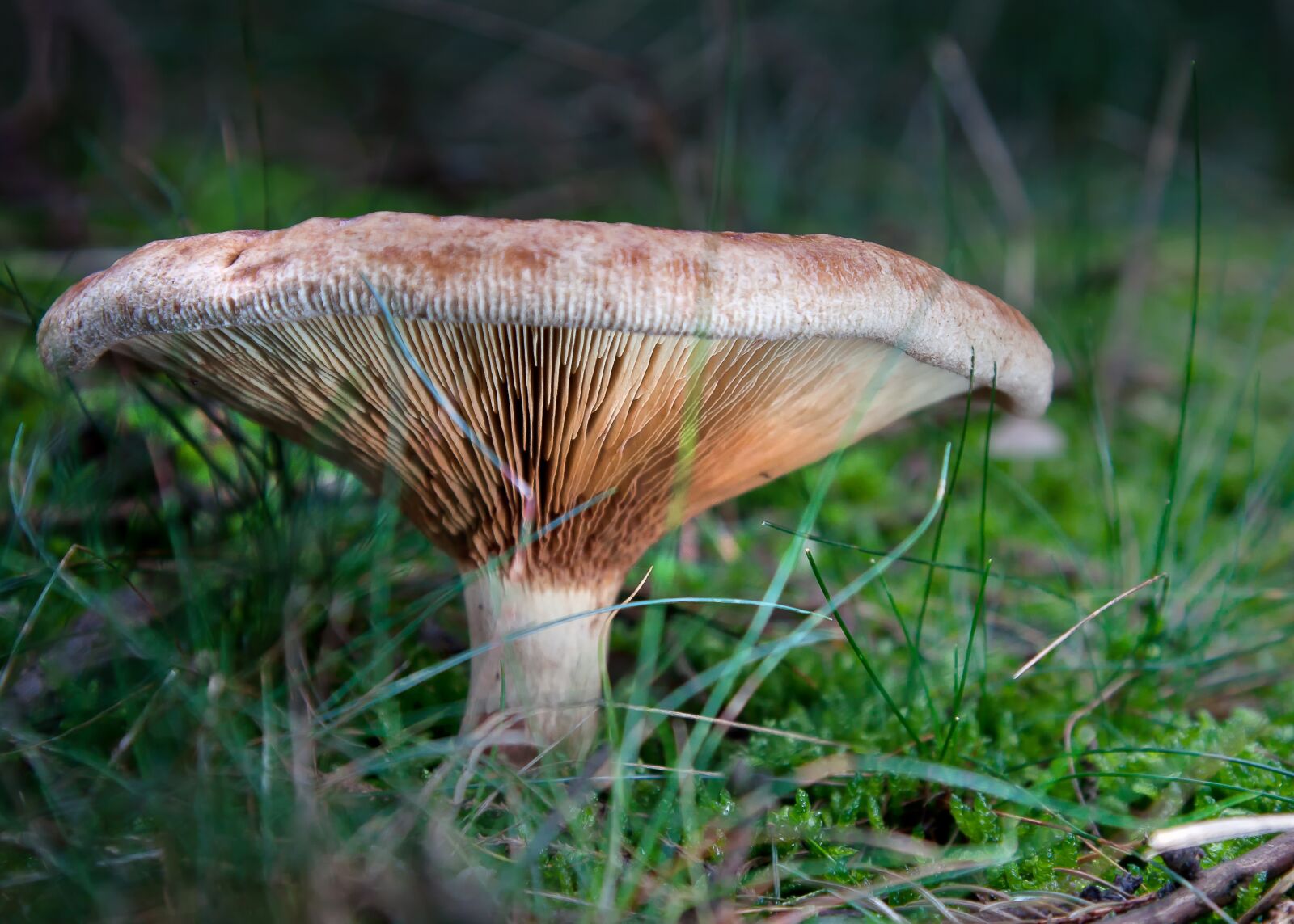 Canon EOS 50D + Canon EF 24-105mm F4L IS USM sample photo. Mushrooms, forest, moss photography
