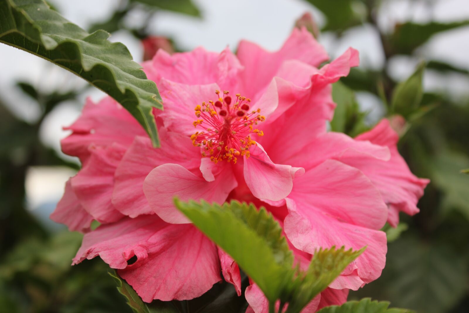 Canon EOS 550D (EOS Rebel T2i / EOS Kiss X4) sample photo. Hibiscus, flower, mallow photography