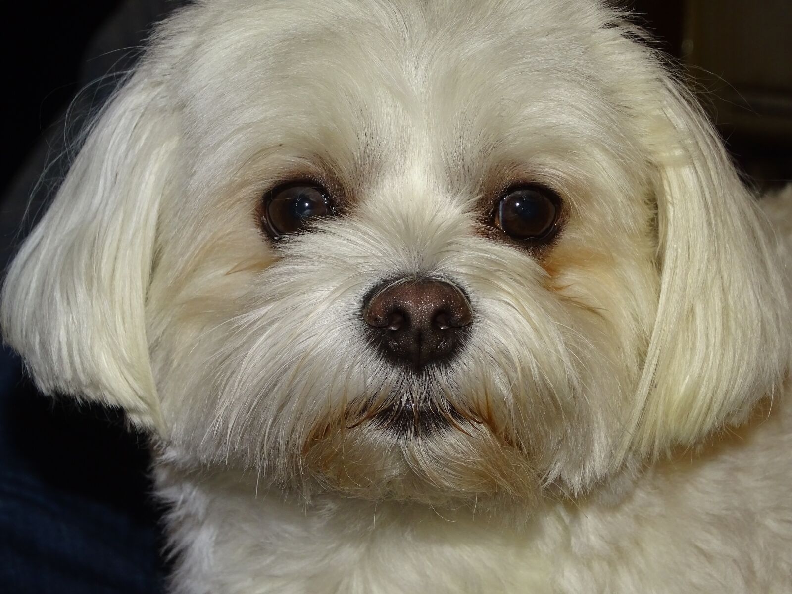 Sony Cyber-shot DSC-HX400V sample photo. Dog, animal, white photography