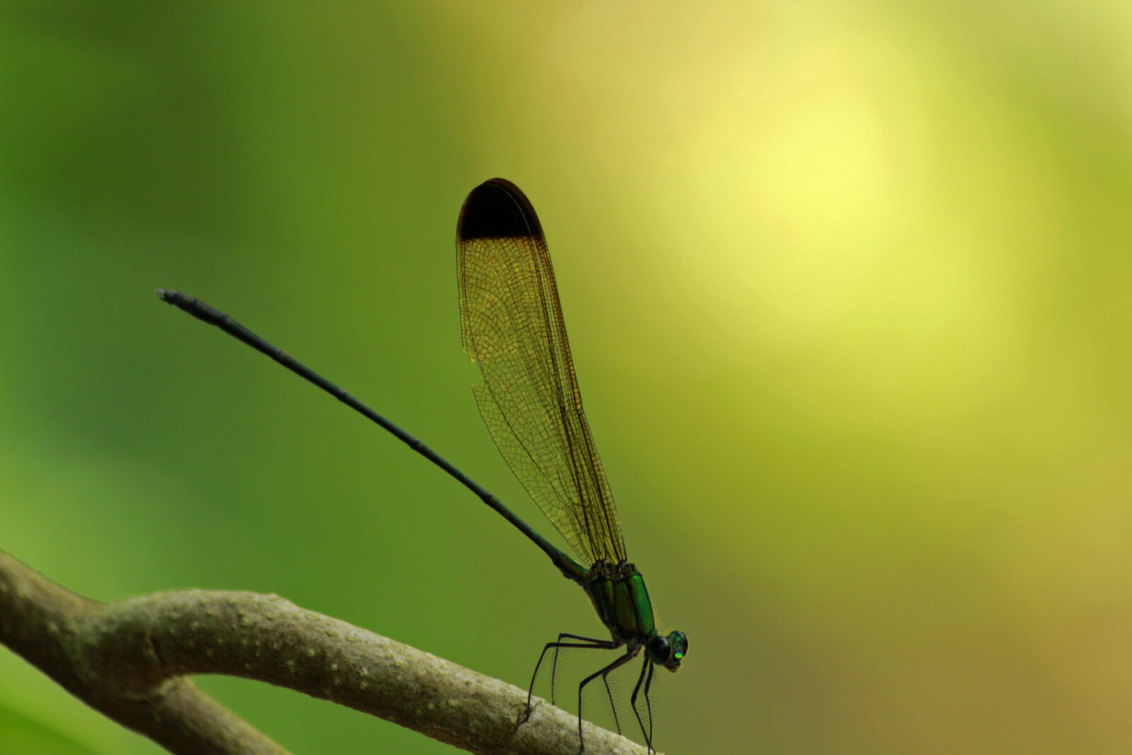 Canon EOS 700D (EOS Rebel T5i / EOS Kiss X7i) sample photo. Black, tipped, forest, glory photography