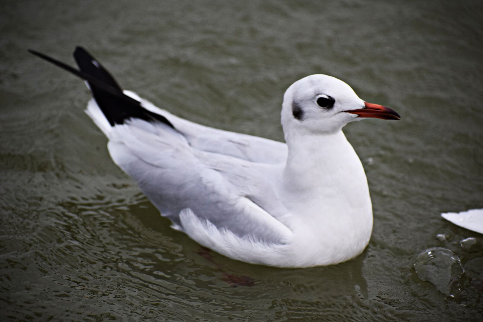 Nikon D3300 sample photo. Seagull, bird, nature photography