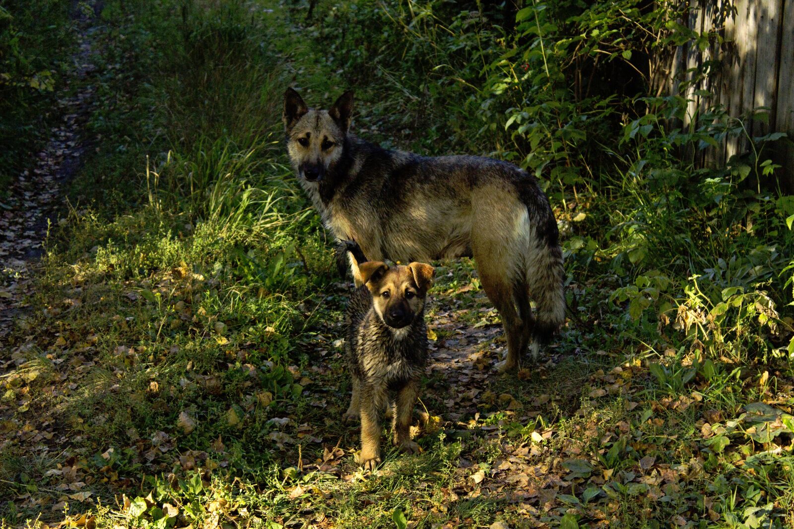 Canon EOS 600D (Rebel EOS T3i / EOS Kiss X5) sample photo. Dogs, lake, autumn photography