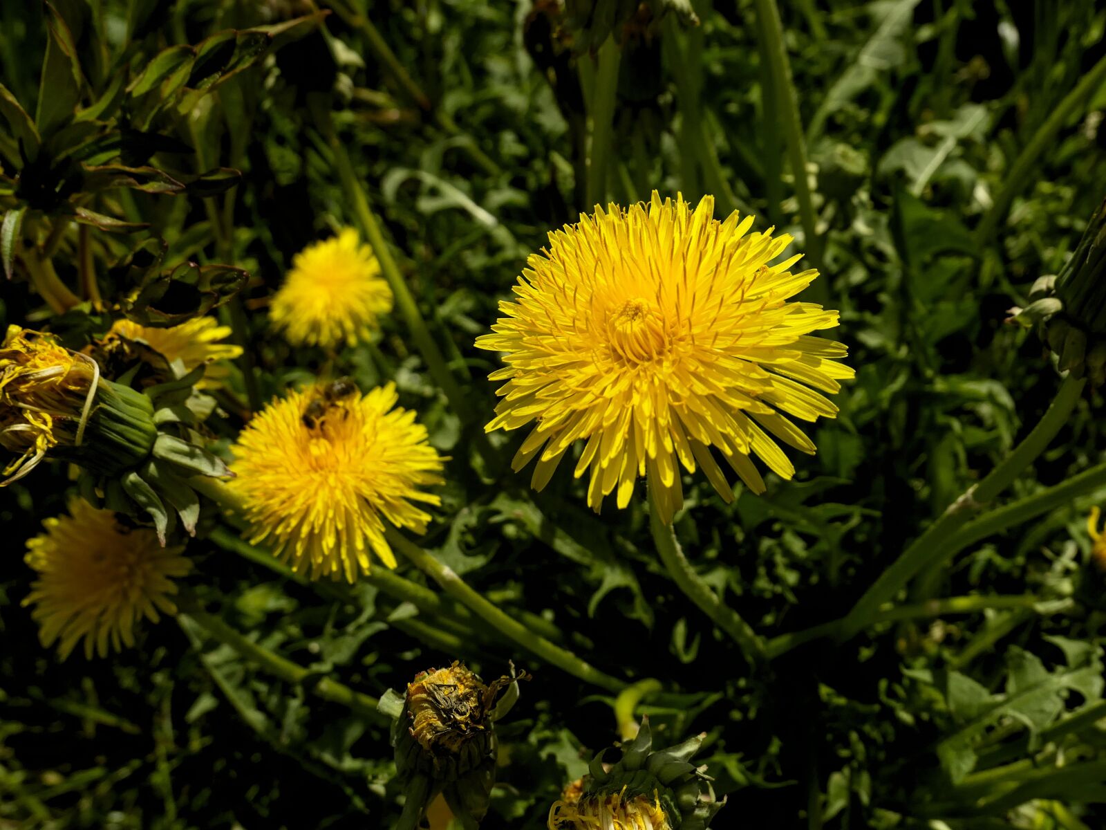 Panasonic Lumix DMC-LX10 (Lumix DMC-LX15) sample photo. Dandelion, yellow, nature photography
