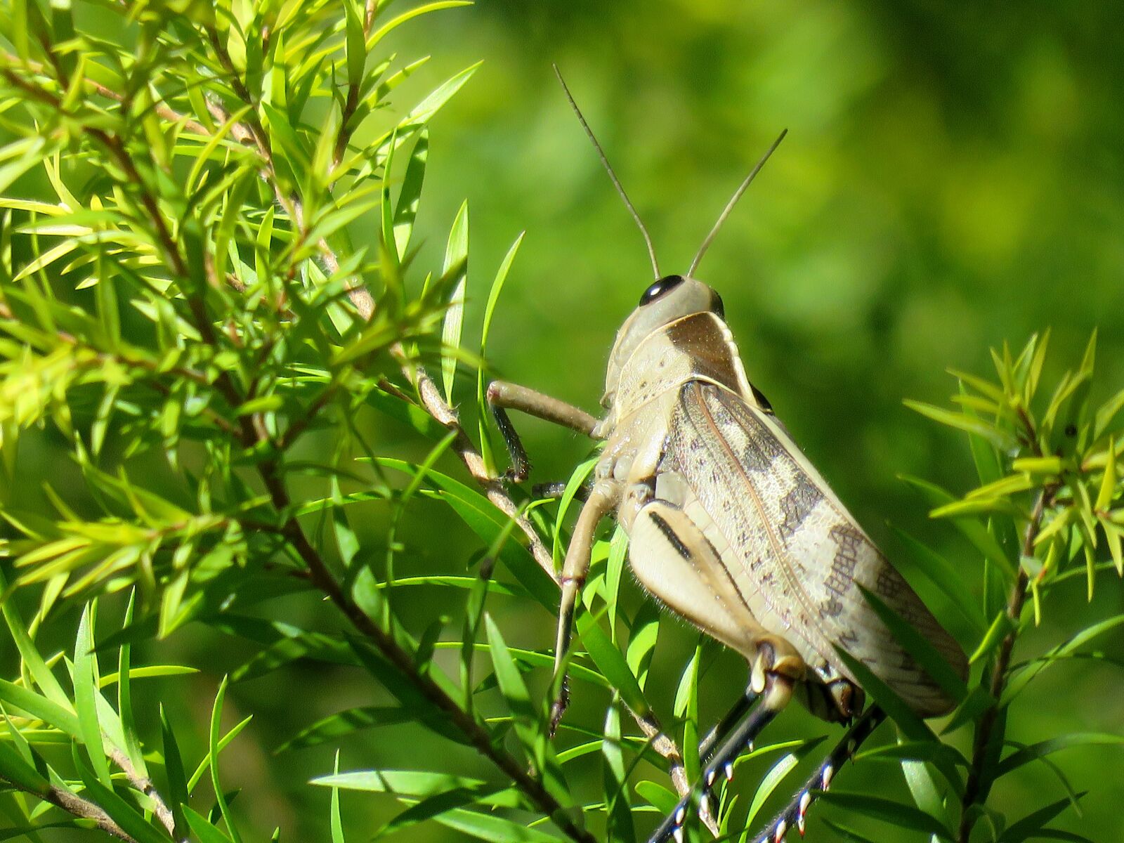 Canon PowerShot SX60 HS sample photo. Locust, insect, grasshopper photography