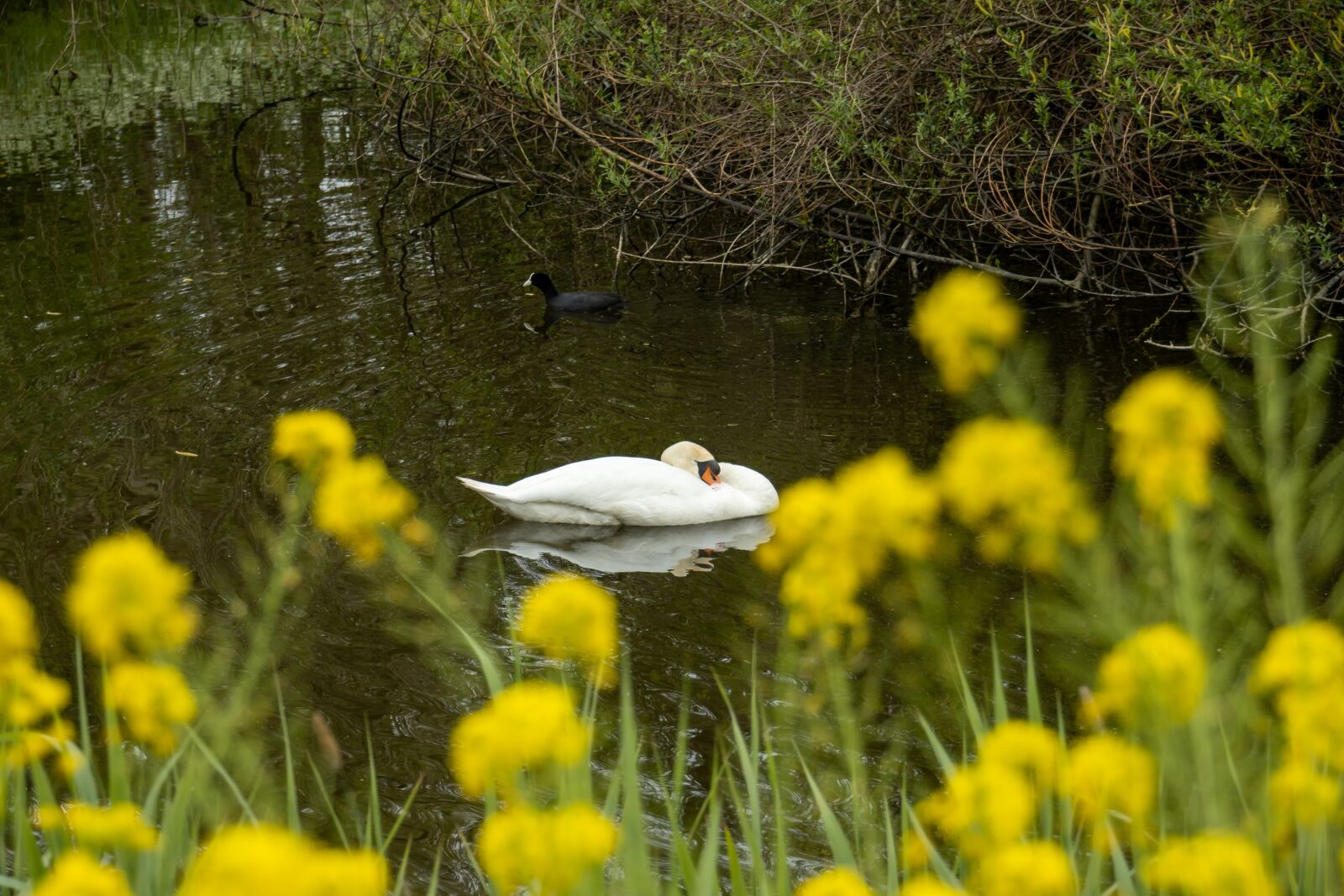 Canon EOS 90D sample photo. Swan, flower, nature photography