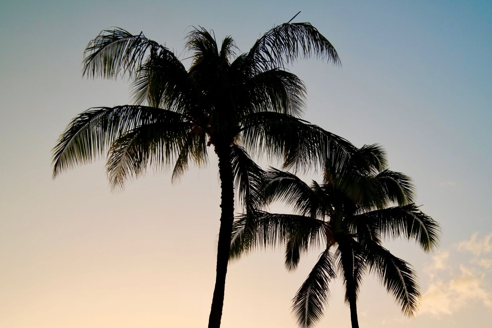 Samsung NX300 sample photo. Palm trees, silhouette, sunset photography