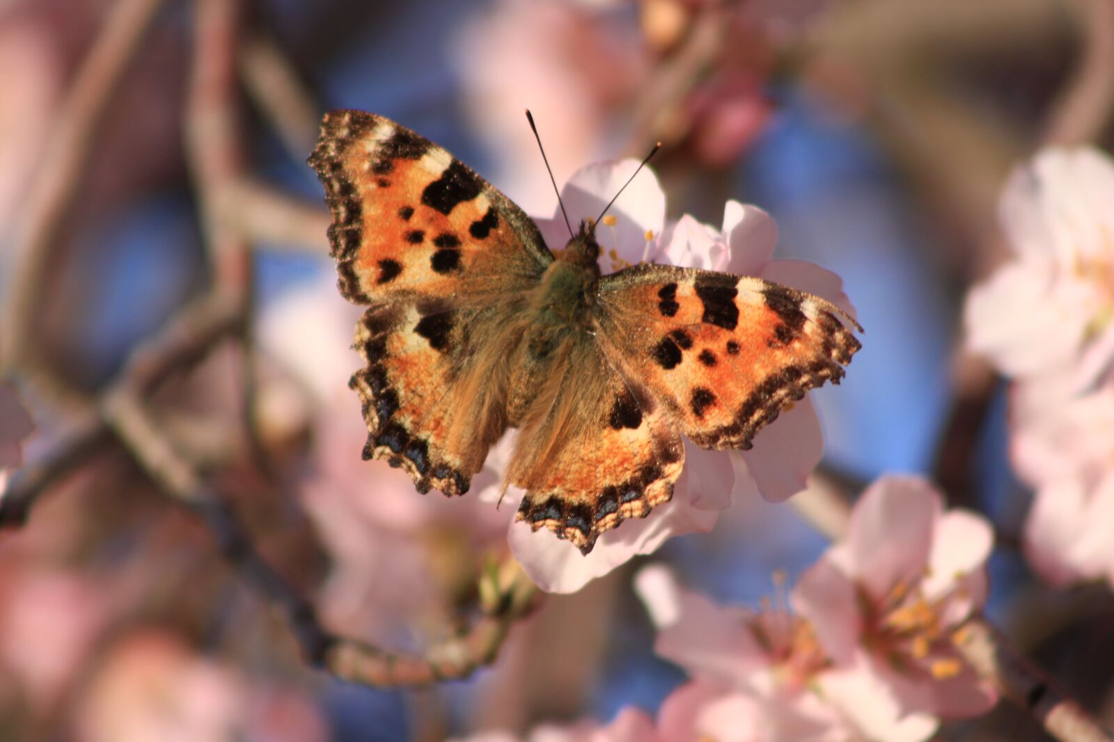 Canon EOS 500D (EOS Rebel T1i / EOS Kiss X3) sample photo. Butterfly, spring, flower photography