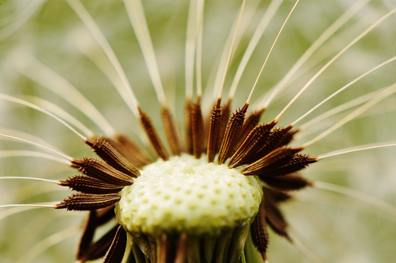 Nikon D3200 sample photo. Dandelion, plant, nature photography