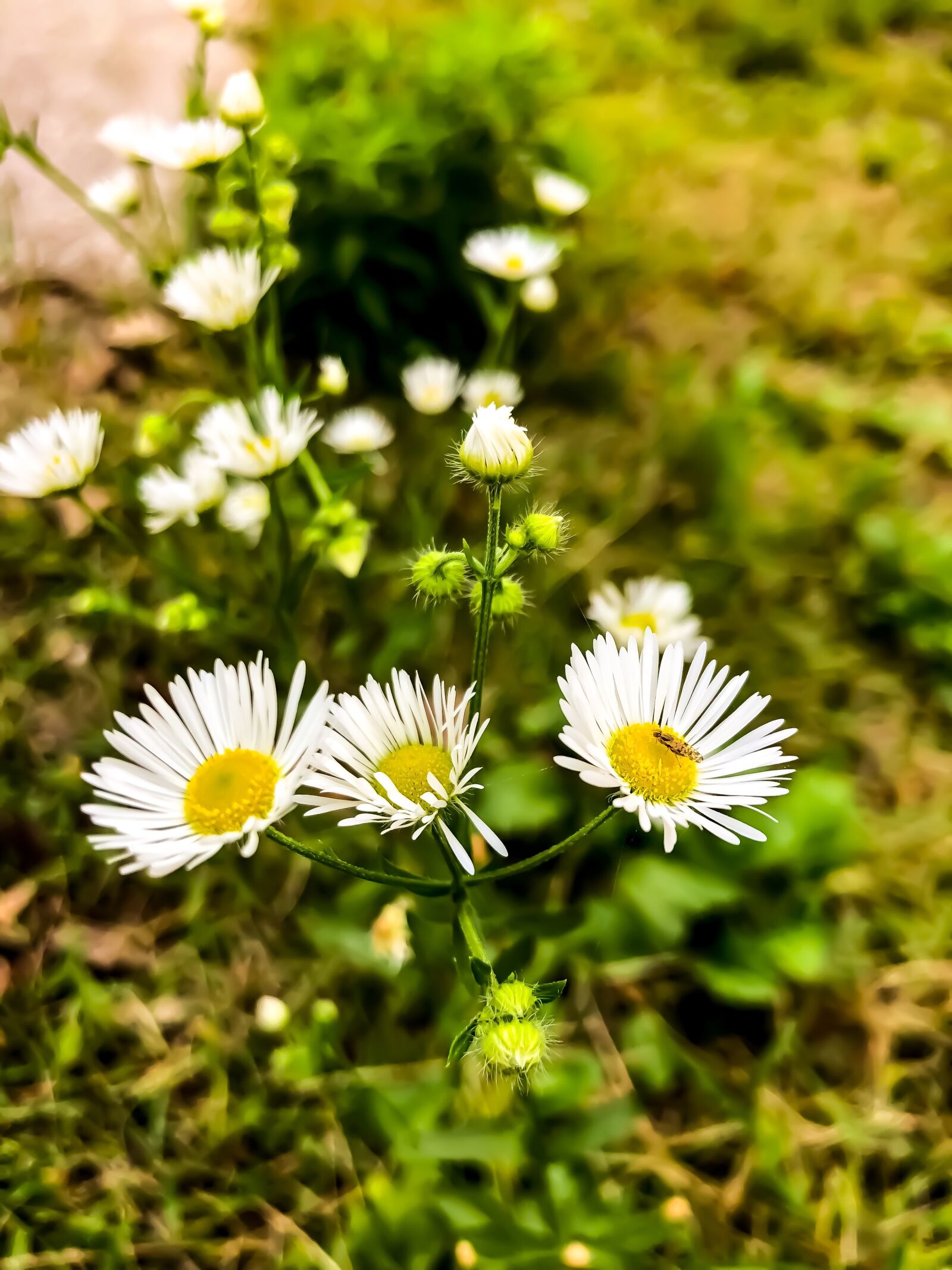 iPhone X back dual camera 4mm f/1.8 sample photo. Flower, green, nature photography