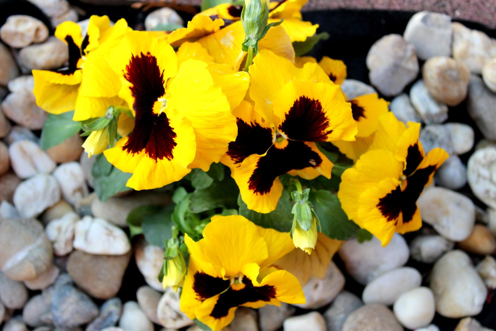 Canon EOS 100D (EOS Rebel SL1 / EOS Kiss X7) sample photo. Nature, plants, flower photography