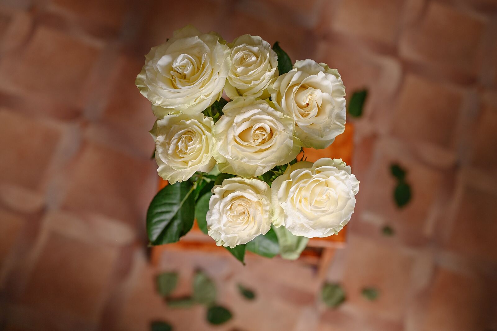 Nikon Nikkor Z 50mm F1.8 S sample photo. White, roses, flowers photography