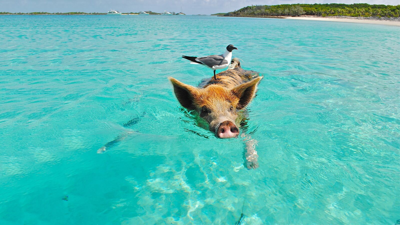 Nikon D3000 sample photo. Pig, swimming, beach photography