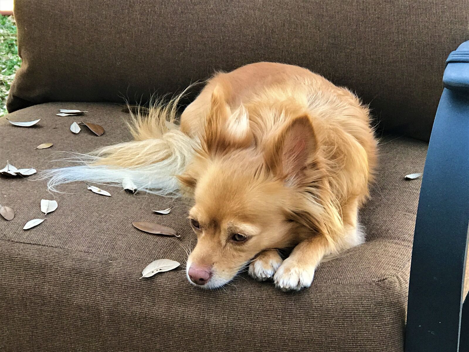 iPhone 7 Plus back dual camera 6.6mm f/2.8 sample photo. Dog, brown, sad photography