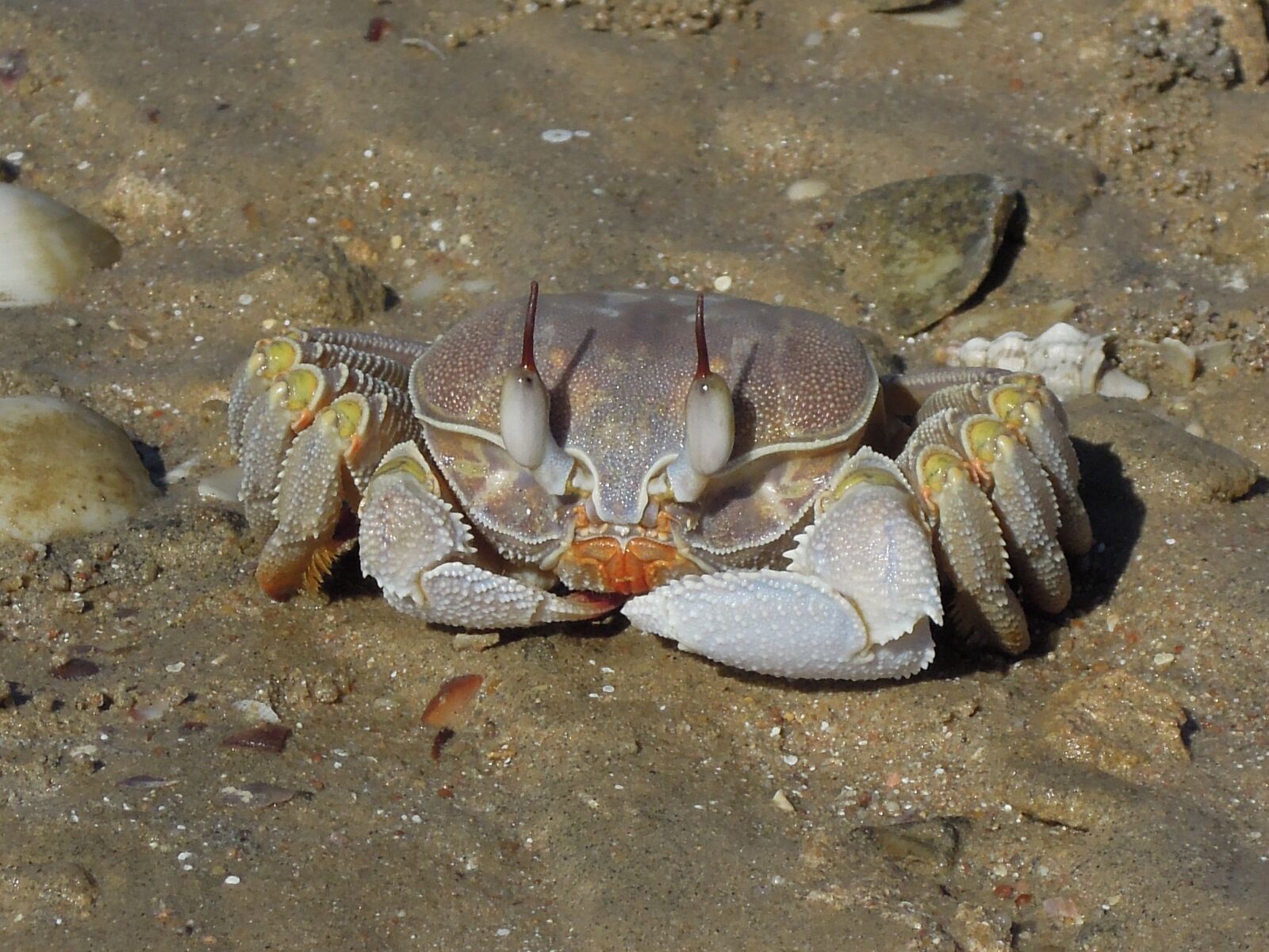 Nikon Coolpix P300 sample photo. Beach, sand, crab photography