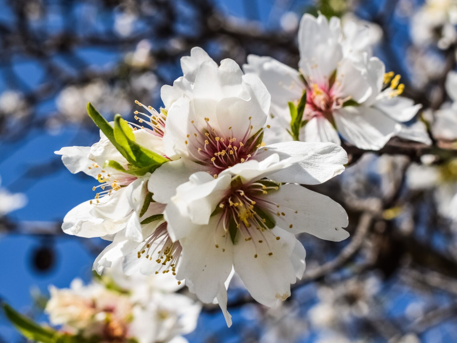Nikon D3300 sample photo. Almond tree, flowers, petal photography