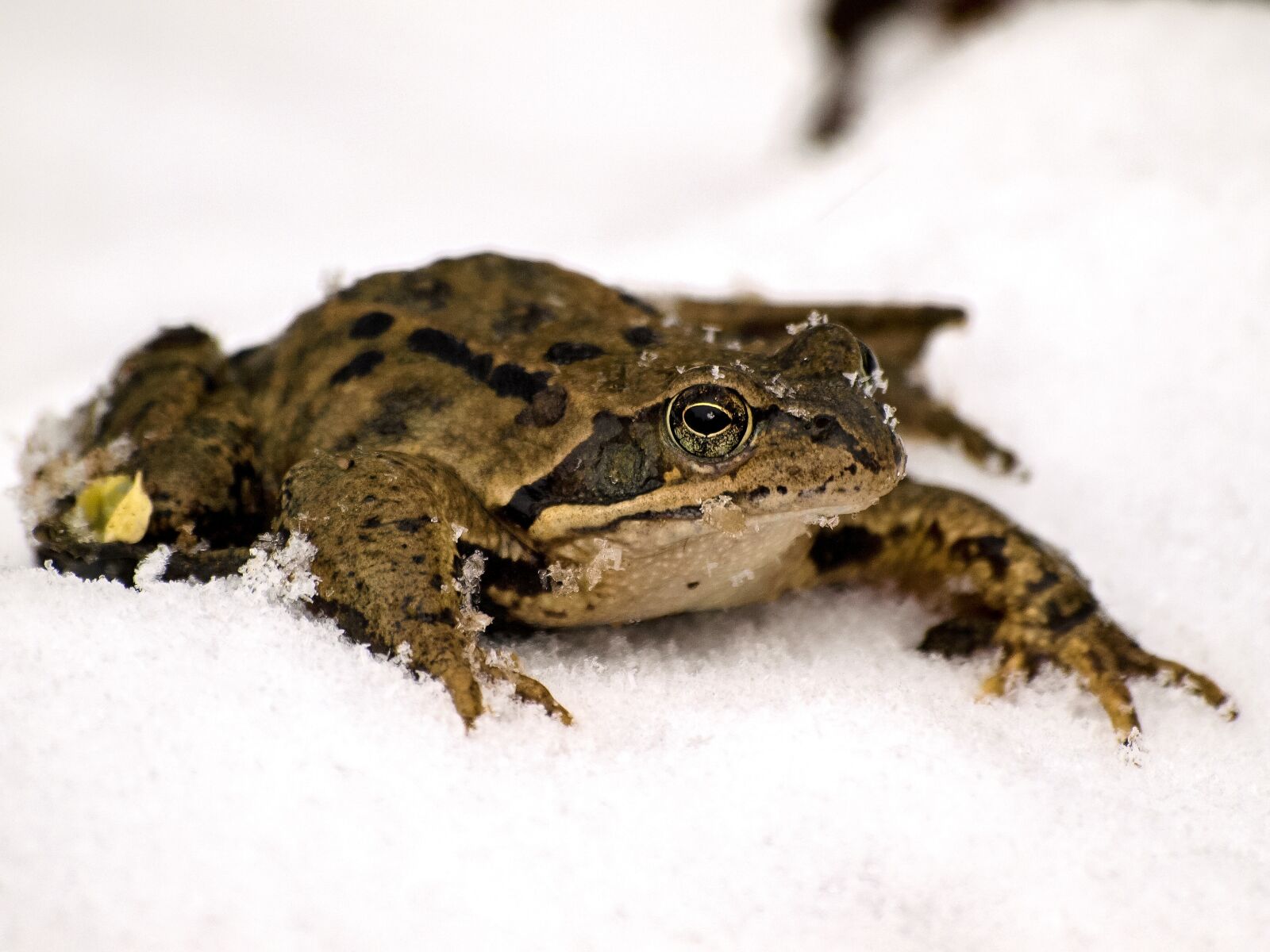 Olympus E-3 sample photo. Frog, common frog, amphibians photography