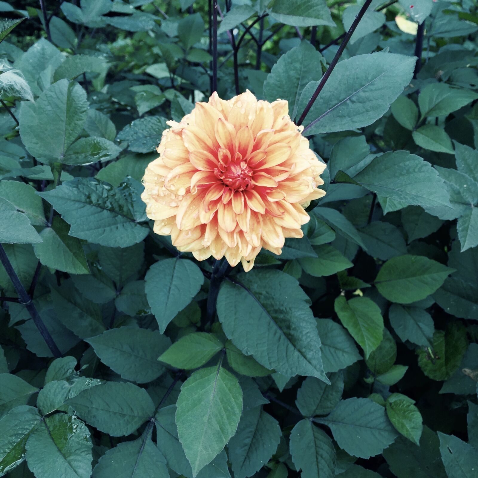 Apple iPhone 6 sample photo