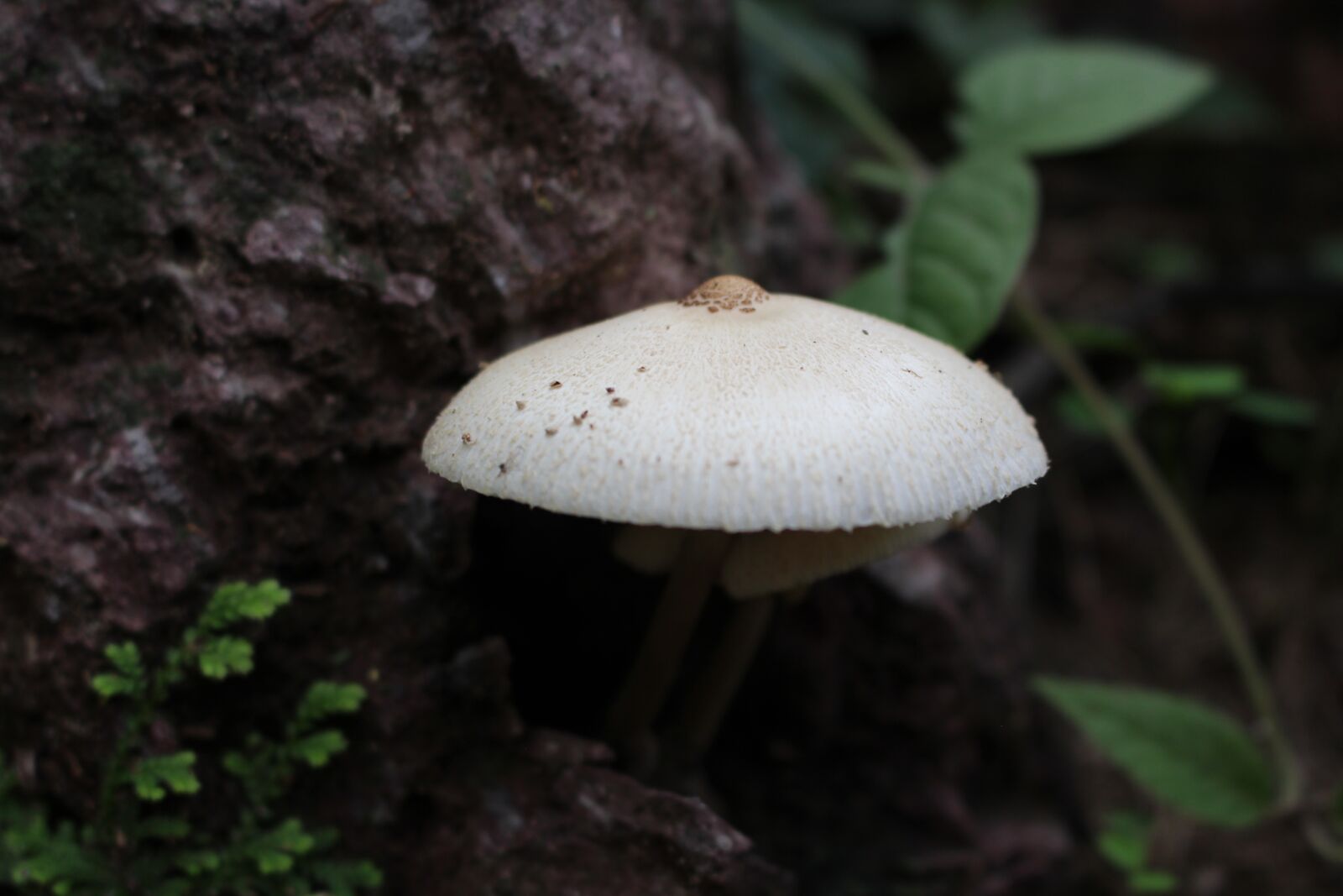 Canon EOS 700D (EOS Rebel T5i / EOS Kiss X7i) + Canon EF-S 18-55mm F3.5-5.6 IS STM sample photo. Mushroom, nature, fungus photography