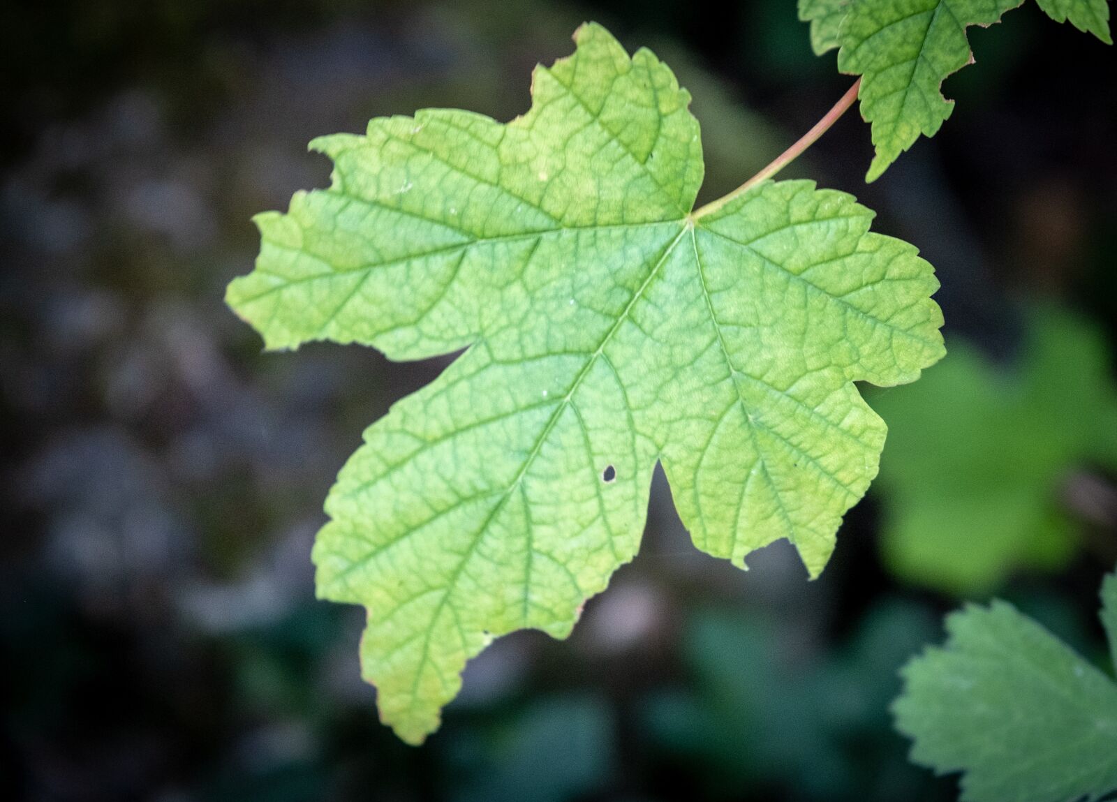 Fujifilm X-T2 sample photo. Leaf, maple, oak leaf photography