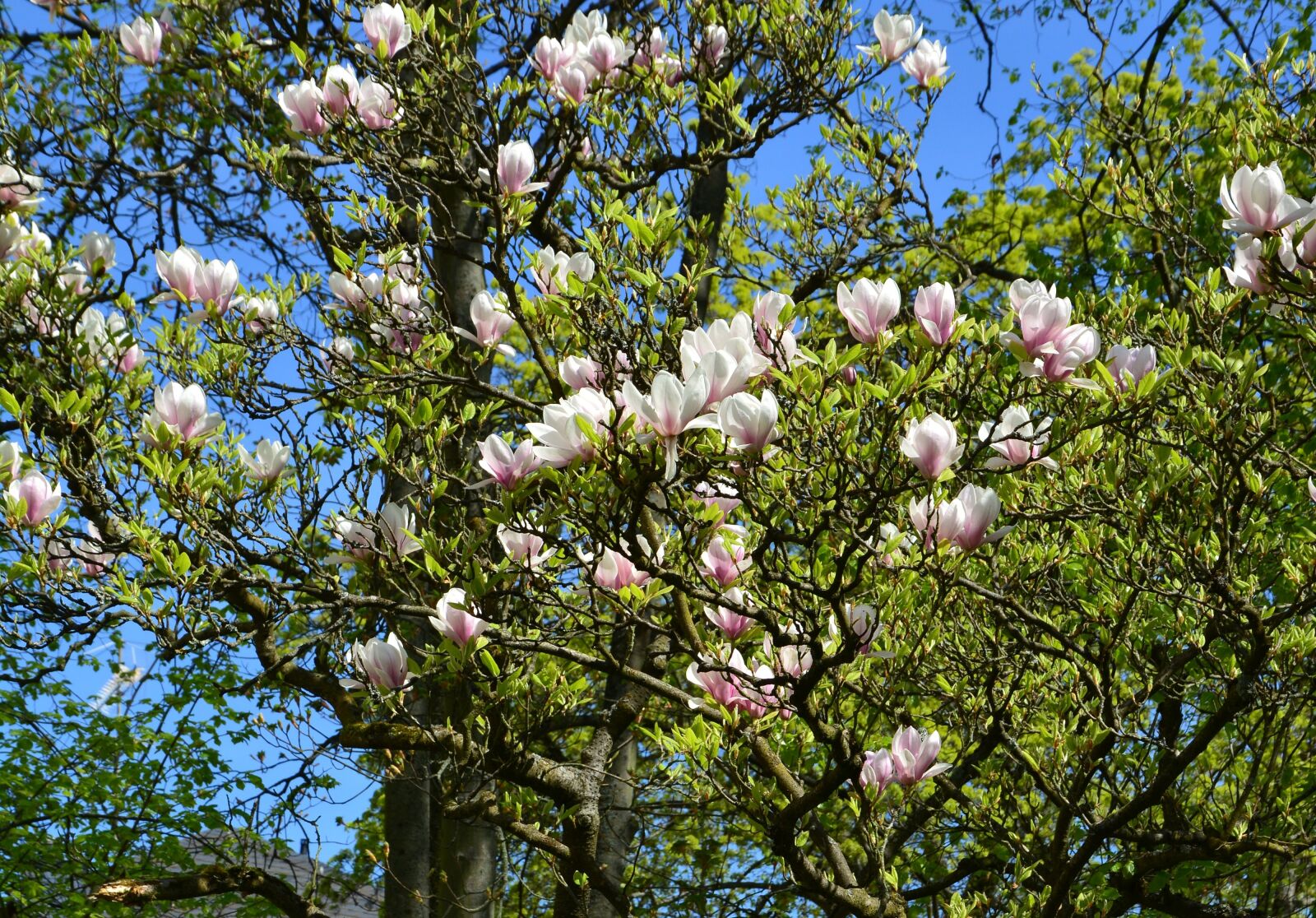 Nikon D5200 sample photo. Magnolia, trees, spring photography