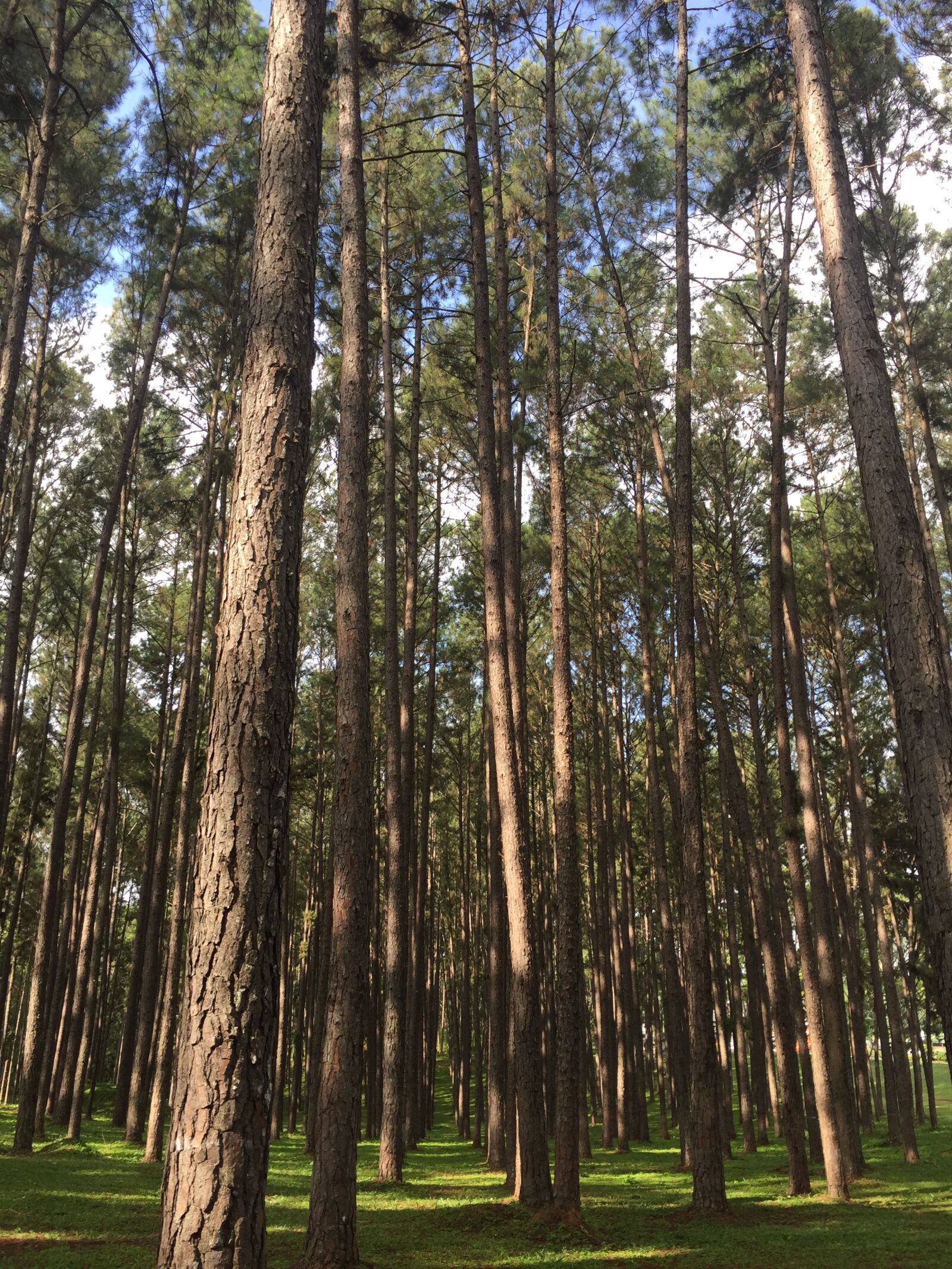 iPhone 6 back camera 4.15mm f/2.2 sample photo. Pine, tree, nature photography