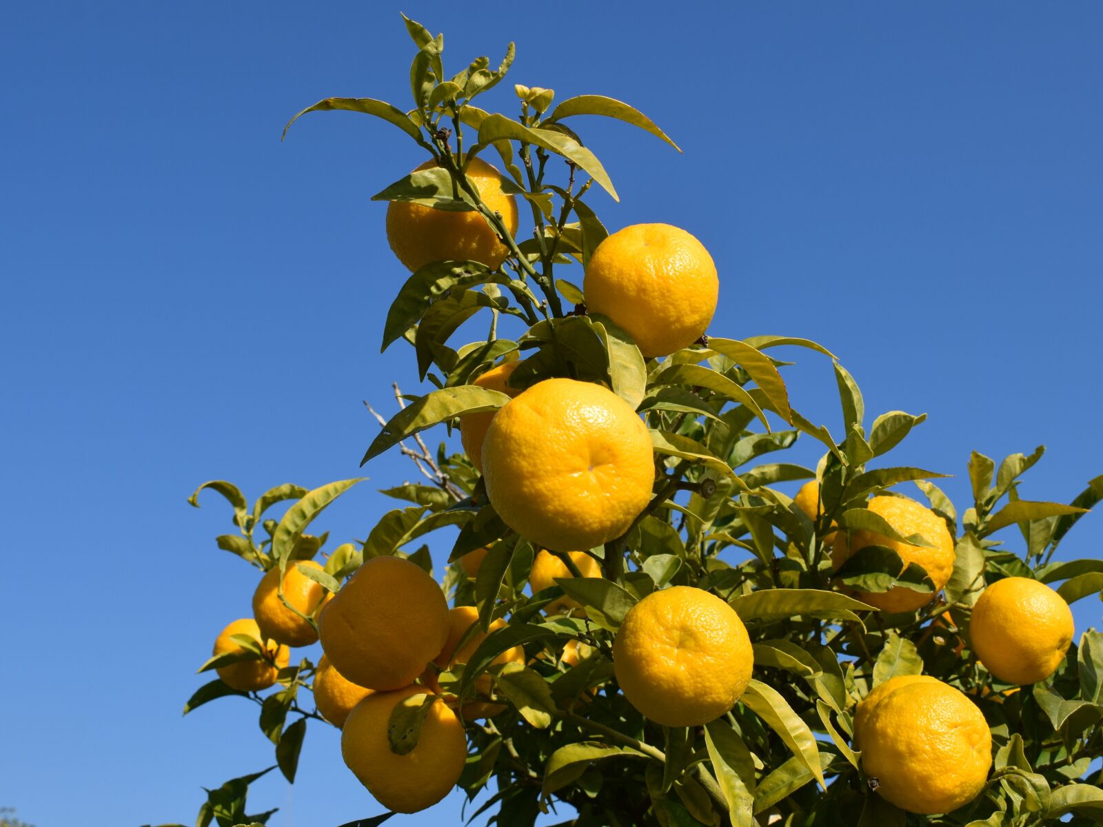 Nikon D3300 sample photo. Bitter orange, citrus, fruit photography