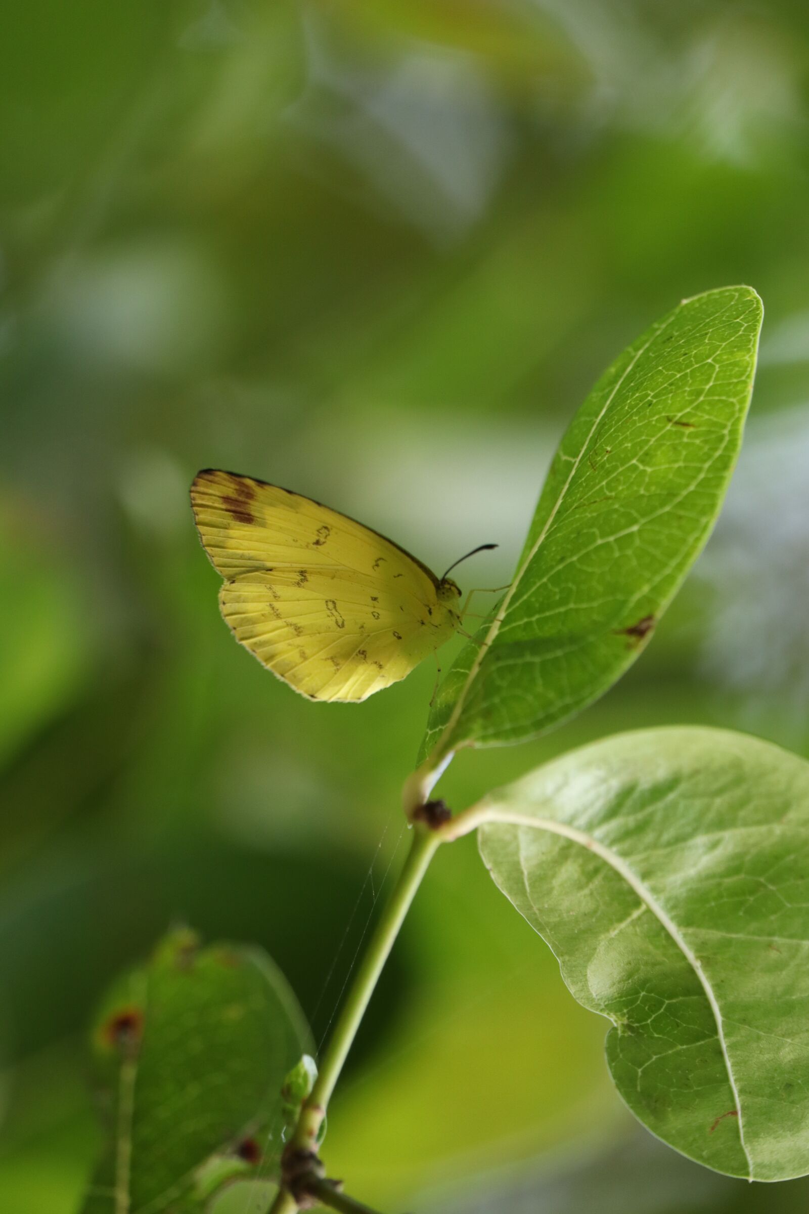 Canon EOS 250D (EOS Rebel SL3 / EOS Kiss X10 / EOS 200D II) sample photo. Butterfly, kerala, nature photography