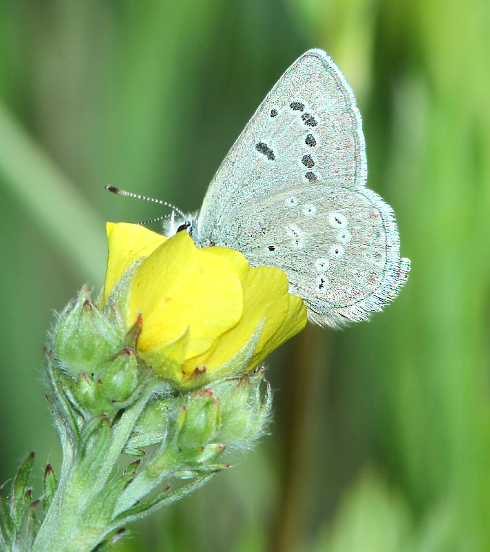 Canon EF 300mm F4L IS USM sample photo