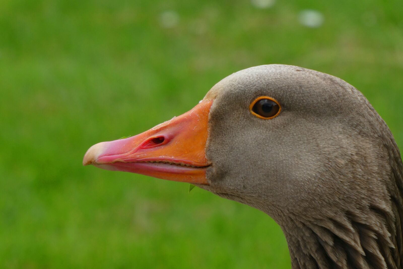 Panasonic Lumix DC-ZS70 (Lumix DC-TZ90) sample photo. Goose, beak, food photography